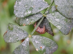 Thyene imperialis