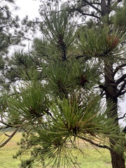 Pinus rigida