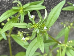 Oldenlandia corymbosa