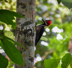 Campephilus melanoleucos
