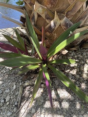 Tradescantia spathacea