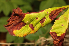 Phyllosticta sphaeropsoidea