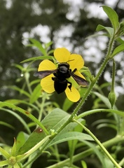 Megachile xylocopoides
