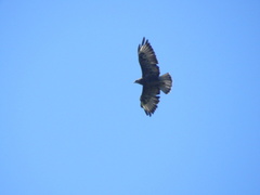 Buteo buteo buteo