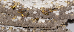 Vespula germanica