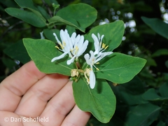 Lonicera