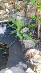 Nephrolepis exaltata