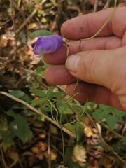 Aconitum volubile