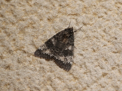 Catocala briseis