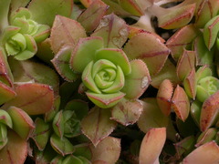 Aeonium mascaense