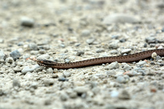 Vipera berus