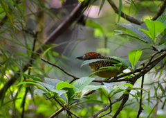 Cymbilaimus lineatus
