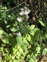 Symphyotrichum drummondii