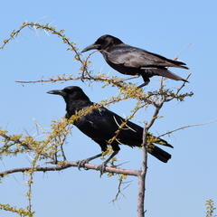 Corvus capensis