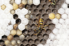 Vespula germanica