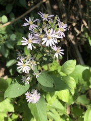 Symphyotrichum drummondii