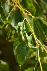 Thecabius populimonilis