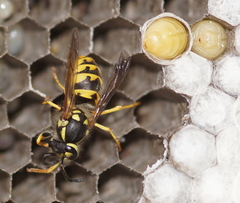 Vespula germanica