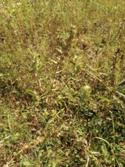 Rhinanthus serotinus