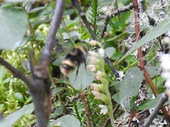 Bombus mckayi