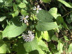 Symphyotrichum drummondii
