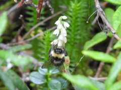 Bombus mckayi