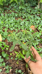 Euphorbia amygdaloides