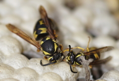 Vespula germanica