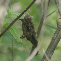 Consul excellens genini