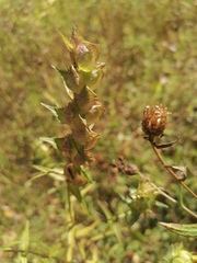 Rhinanthus serotinus