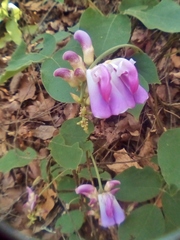 Canavalia septentrionalis