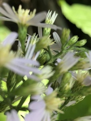 Symphyotrichum drummondii