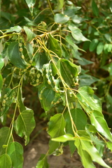 Thecabius populimonilis