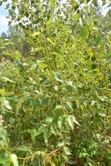 Thecabius populimonilis