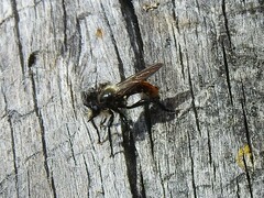 Laphria janus