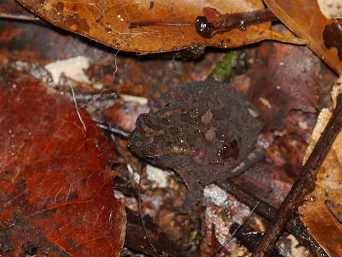 Sclerophrys gracilipes
