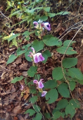 Canavalia septentrionalis