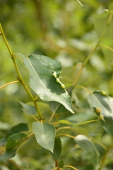 Thecabius populimonilis