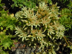 Aeonium nobile