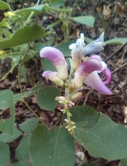 Canavalia septentrionalis