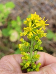 Solidago squarrosa