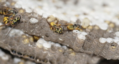 Vespula germanica