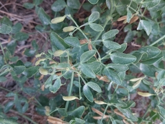 Zygophyllum fabago