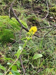 Solidago squarrosa