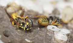 Vespula germanica