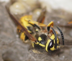 Vespula germanica