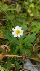 Ranunculus aconitifolius