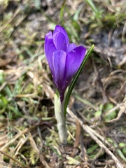 Crocus vernus