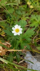 Ranunculus aconitifolius
