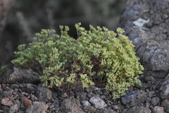 Paronychia jamesii